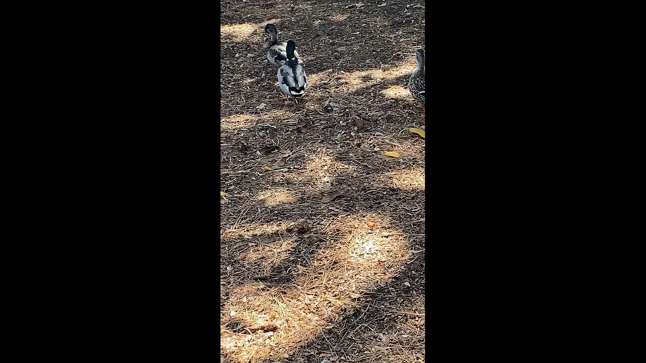 Mallard Ducks 🦆 #mallardducks #shorts #followme #trending #ducks #duck