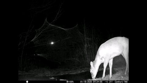 Deer Cam 01-18-2025