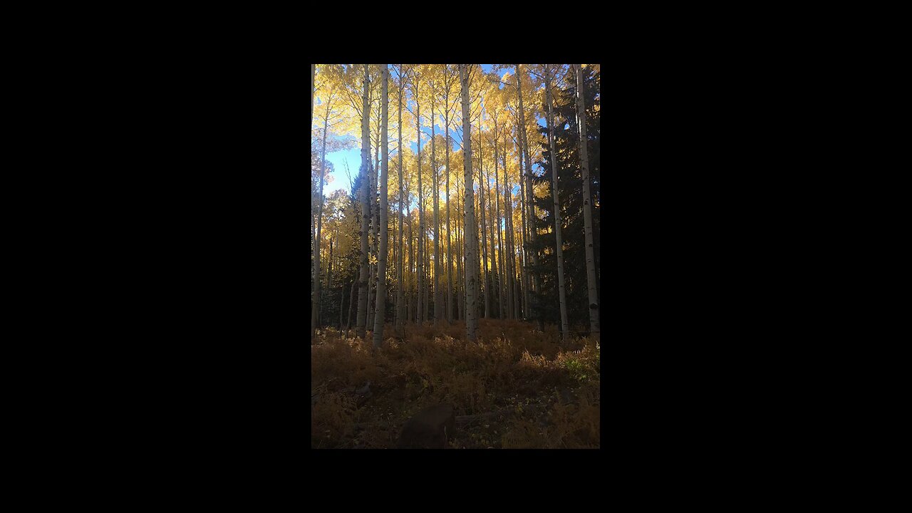 Sun through the Aspen Trees in Arizona!