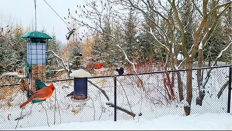 🔴 Live Cam Bird Feeder - Winter Snowy Countryside Backyard Birds and Squirrels watch