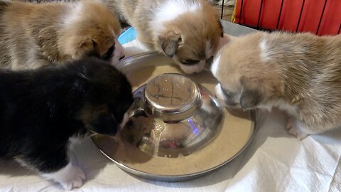 Seven's Litter Week 4