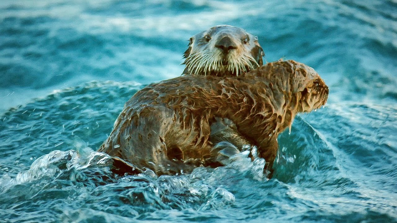 Sea Otters Hold Hands To Survive The Dangers Of The Open Ocean