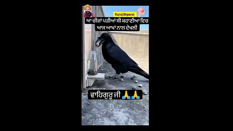 crow is find water,