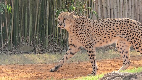 Cheetah at Busch Gardens Tampa