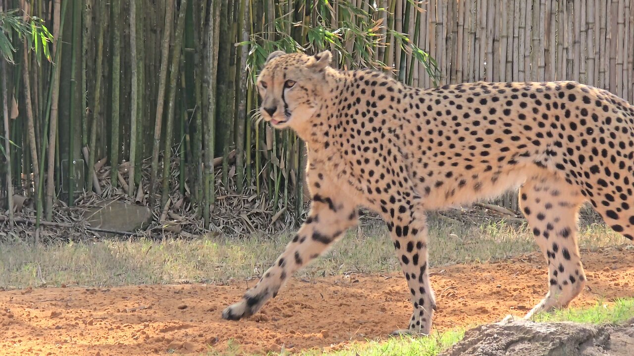 Cheetah at Busch Gardens Tampa