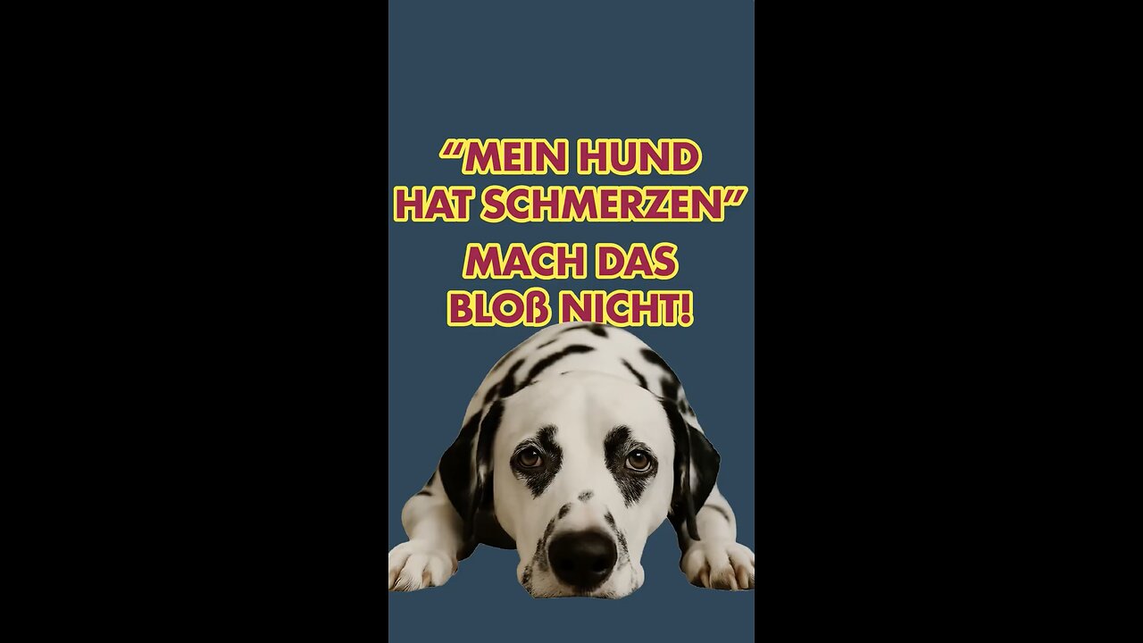 Wenn Hunde unter Schmerzen leiden, dann leiden ihre Halter mit.
