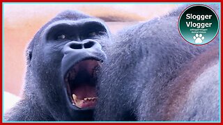 Gorilla "Wrestling" Match! 🦍 Watch Aybo’s Playful Attack on Lope