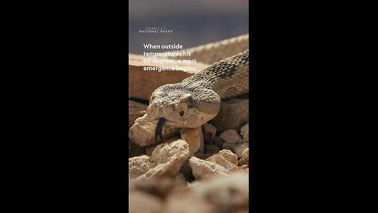 After a long winter nap, these rattlesnakes are ready to FEAST.🐍