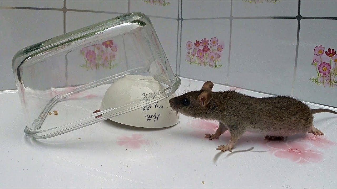 Two Bowl Mouse/Rat Trap.#mouse trap #rat trap #waterbottlemouserattrap