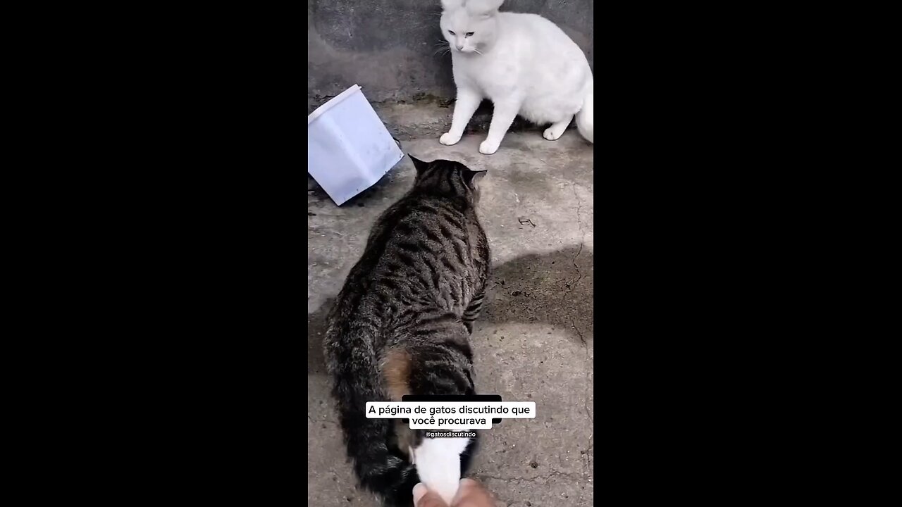 Se não segura, o pau tinha comido
