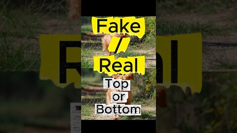 AI or Real? Running Dogs 🐕 Which