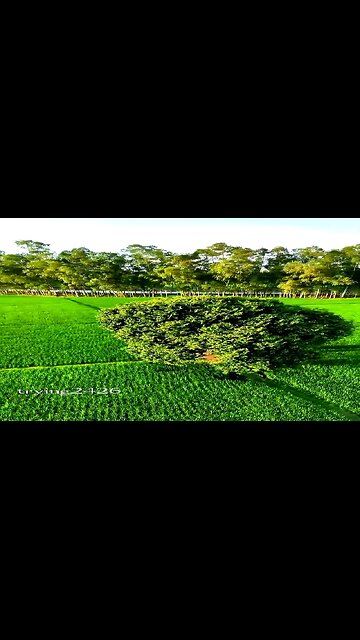 "Serene Green Fields with Heart-Shaped Tree: Nature's Hidden Beauty"💞😍