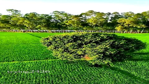 "Serene Green Fields with Heart-Shaped Tree: Nature's Hidden Beauty"💞😍