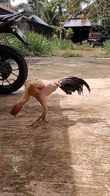 Funny Animals 2025 A Rooster Whose Feathers Have Fallen Out