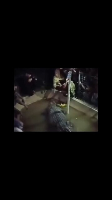 Grandfather In Indonesia Was Told It Was A Docile Crocodile, Found Out The Hard Way It's Not