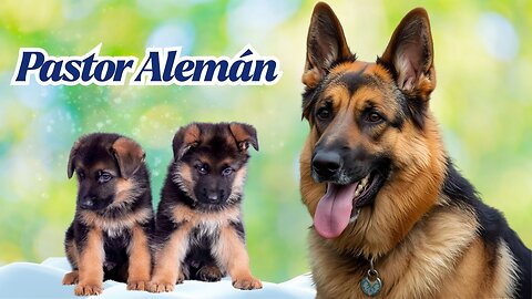 Pastor Alemán: El guardián más leal y valiente del mundo 🐕❤️