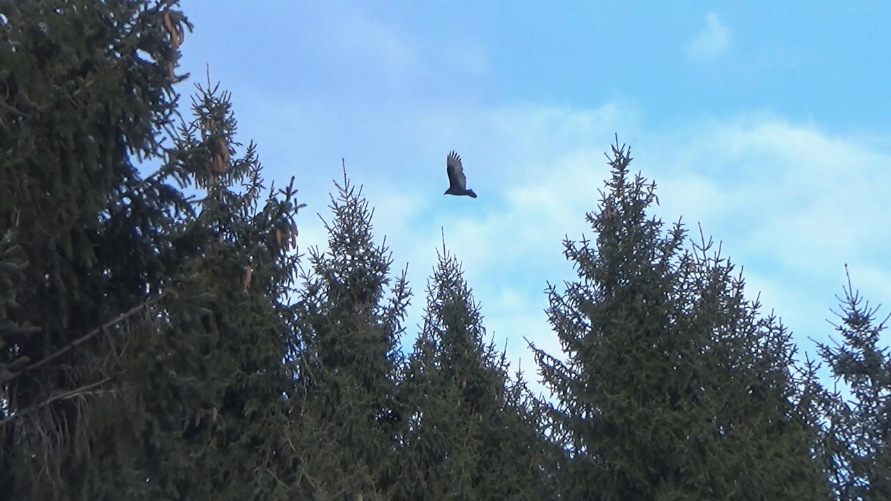 Turkey Vulture Invasion