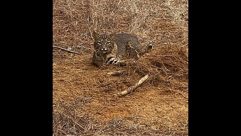 Bobcat caught!!