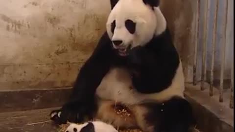 Baby panda sneezes and scares his mum.. 🐼😂