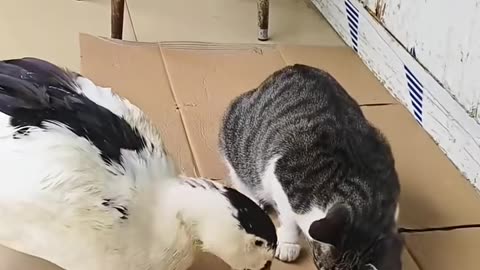 The Unique Bond Between Cats, Chickens & Ducks 🐱🐔🦆 | Unexpected Friendship