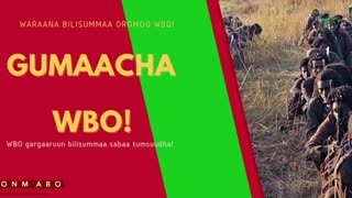 Gabaasa Gumaacha ONM-ABO Onkoloolessa 11-2025 itti dhiyaadhaa!