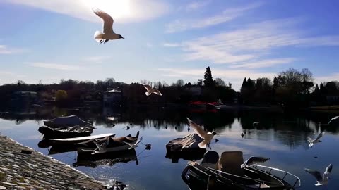 KPop Demon Hunters | Boats | Birds | You Need to See This Peaceful Scene