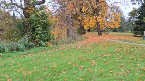 På väg hem efter predikan. Örebro 14 Okt. 2025