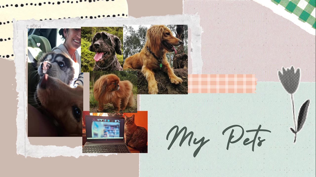 POV: PETS - Andrea Córdova