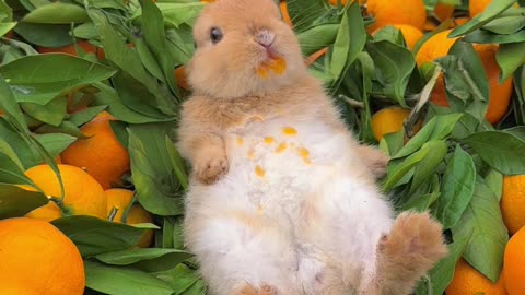 Squirrel orange