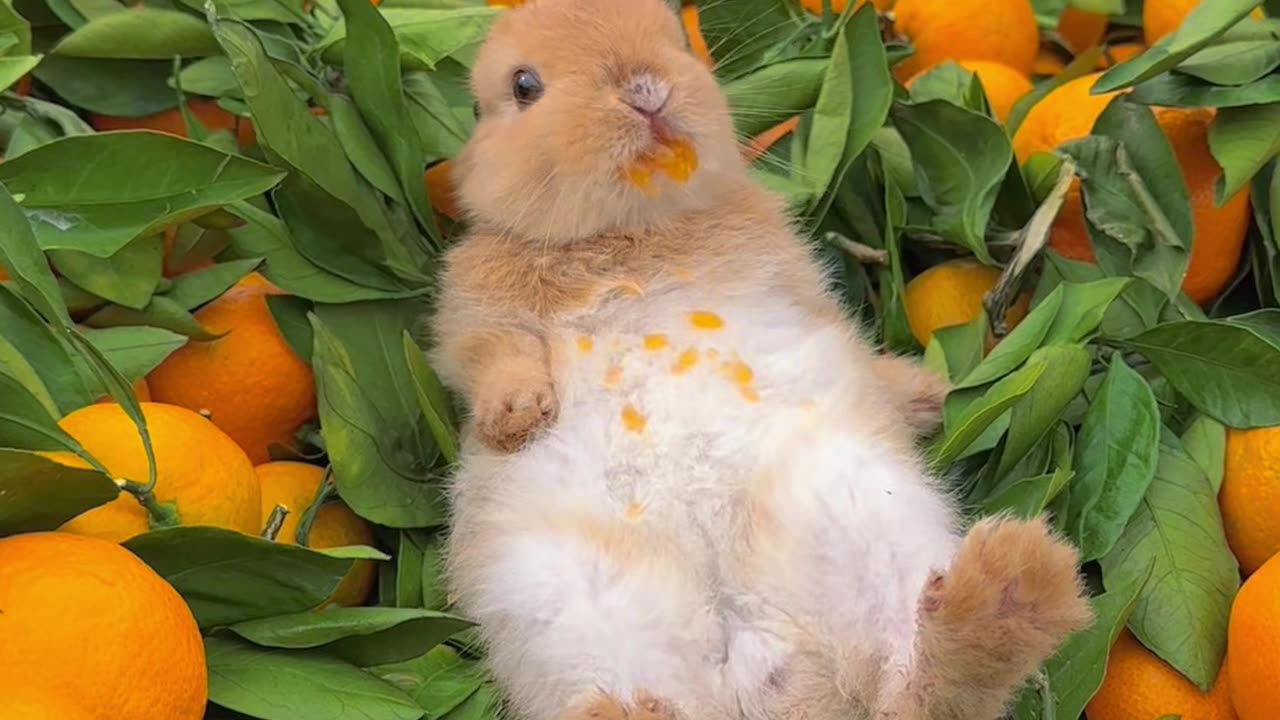 Squirrel orange