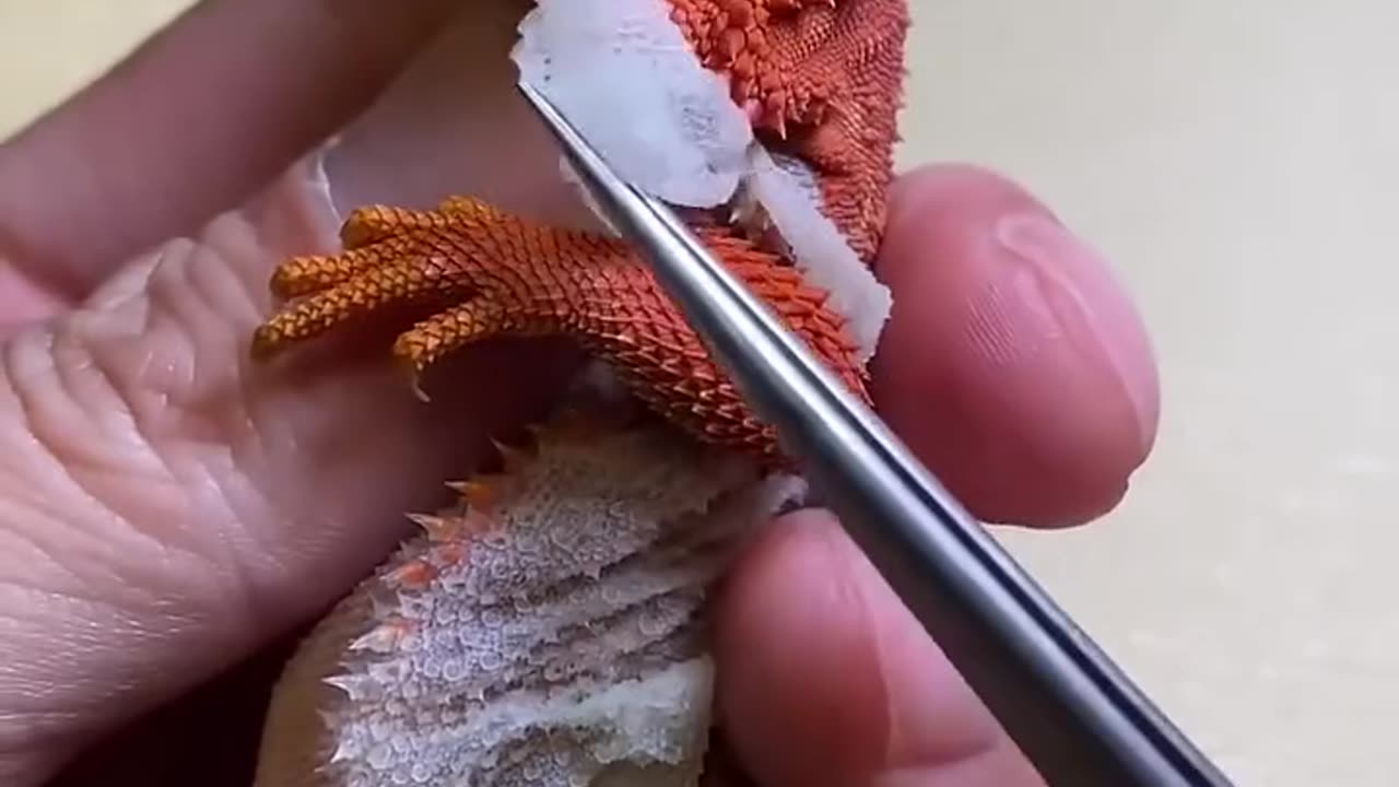 Guy removing dead skin of his pet