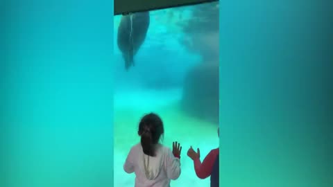 🤣Funny Kids at The Aquarium animals Video Kids video