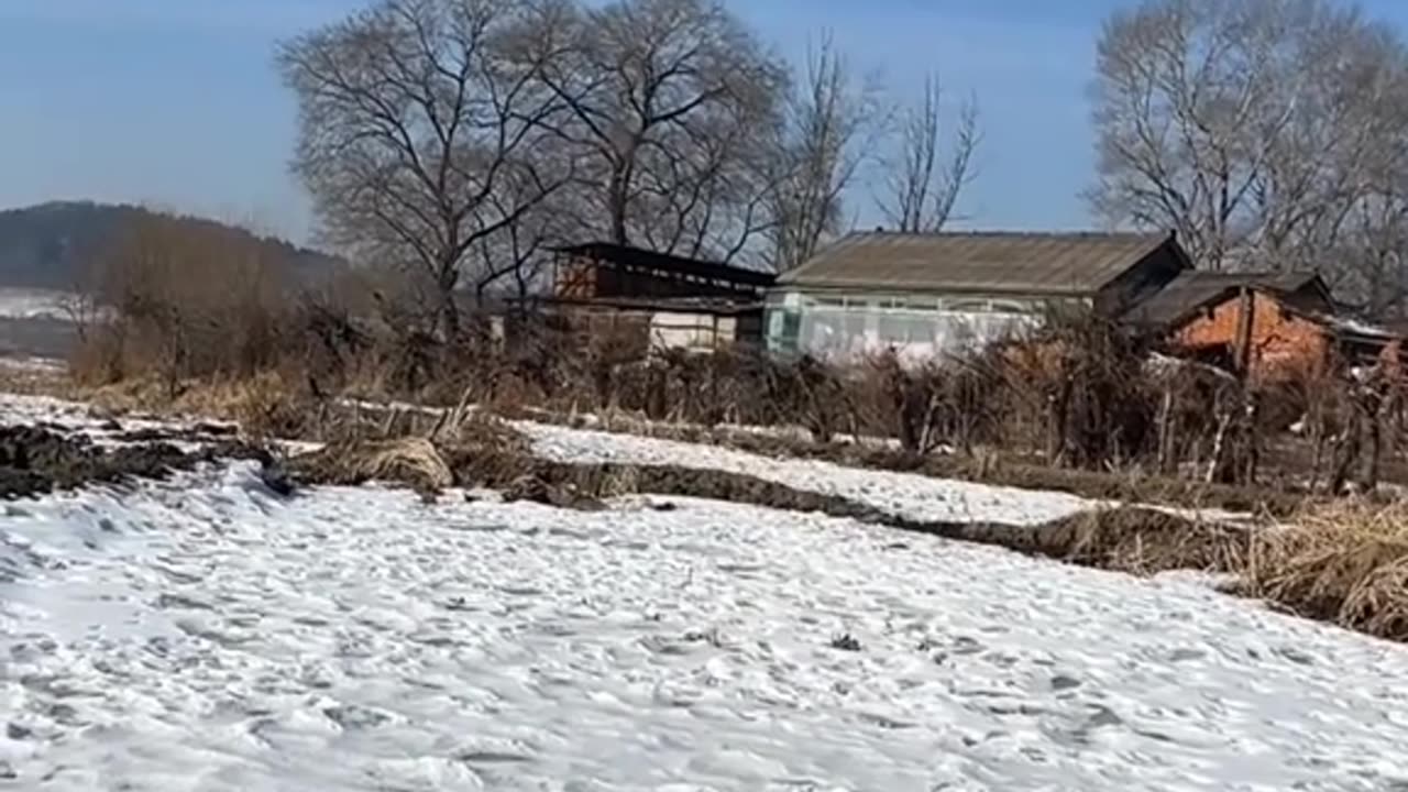 Cat but Chinese