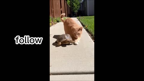 Cute cat fanny home