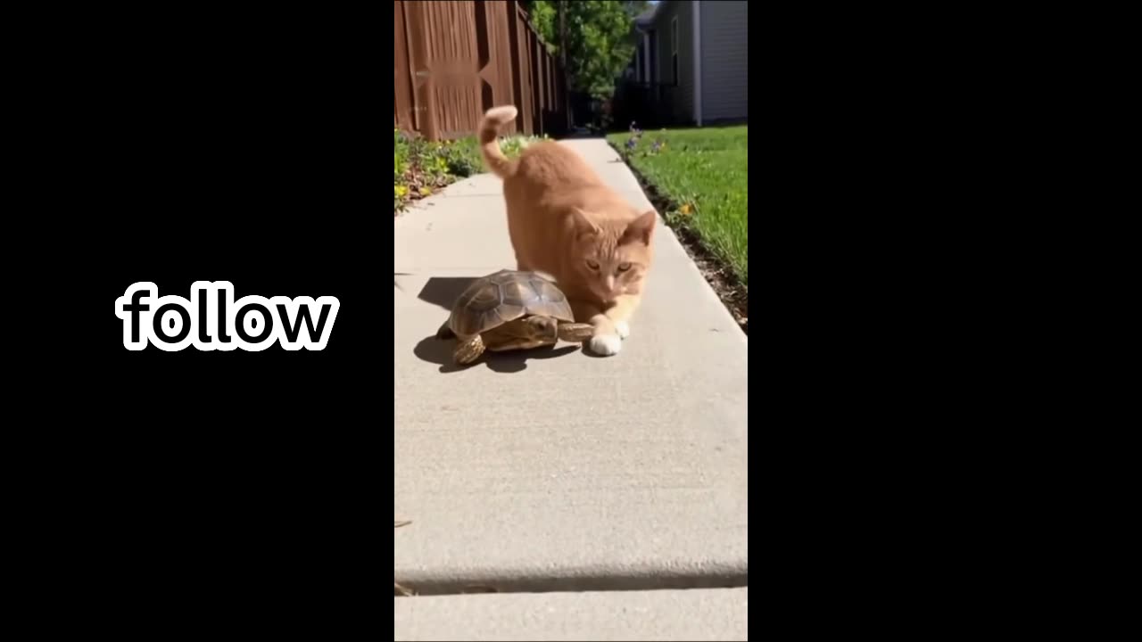 Cute cat fanny home