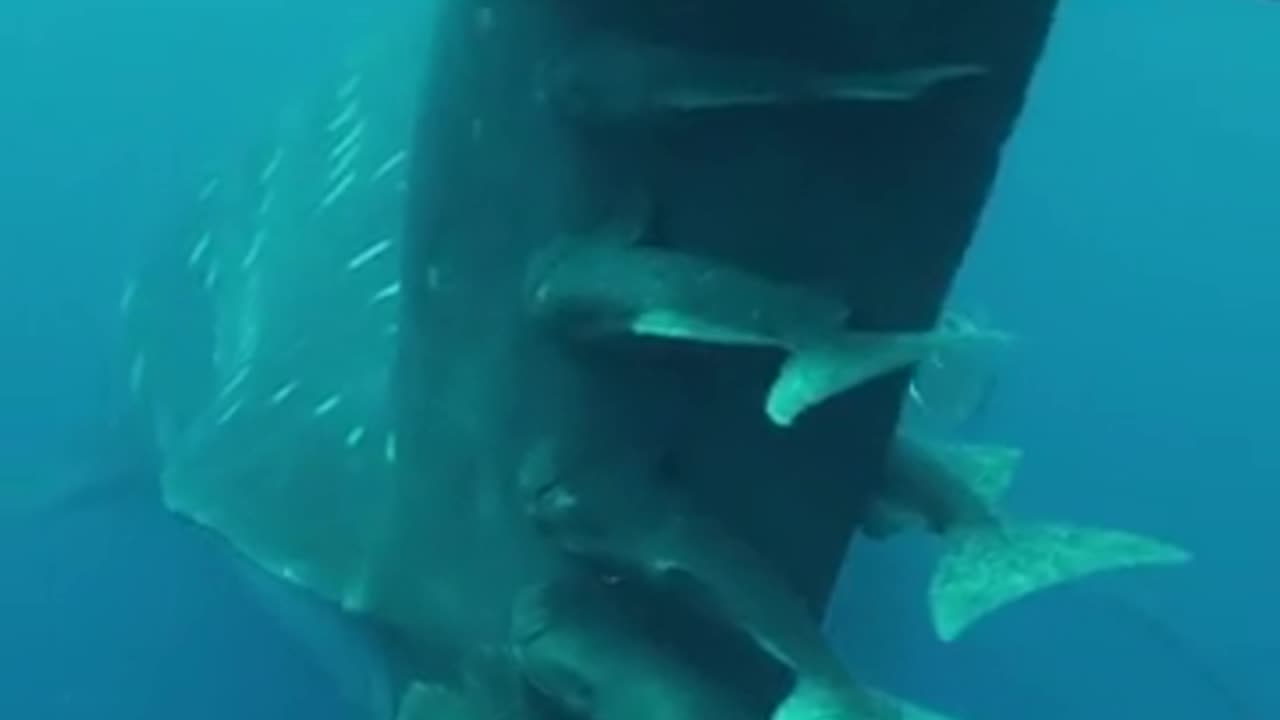 🤯✨ Watch Remoras Hitch a Ride on a Whale Shark! | FeedMyCuriosity