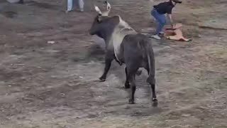 Massive Bull Charge During Traditional Rodeo in Costa Rica