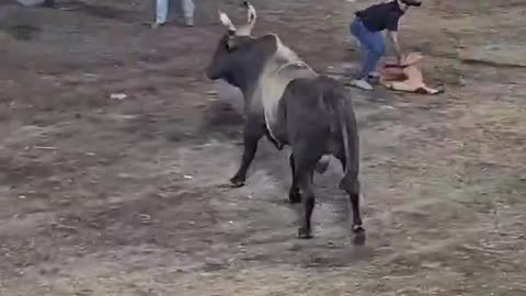 Massive Bull Charge During Traditional Rodeo in Costa Rica