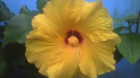 Beautiful yellow hibiscus flower, red detail in the center, with raindrops [Nature & Animals]