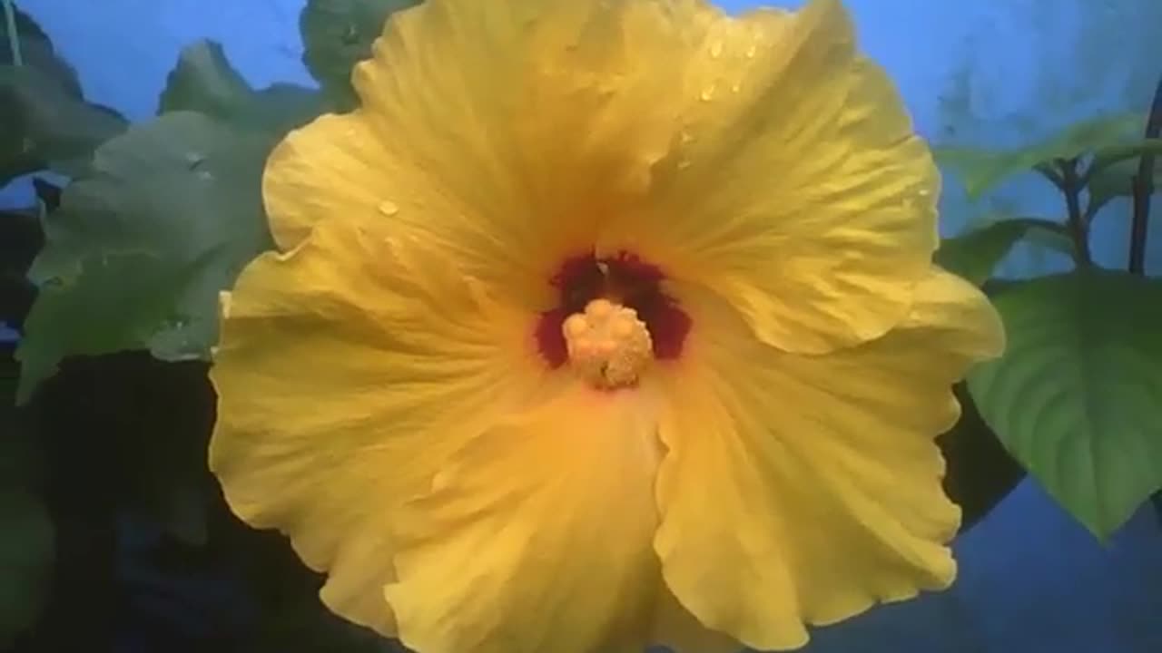 Beautiful yellow hibiscus flower, red detail in the center, with raindrops [Nature & Animals]