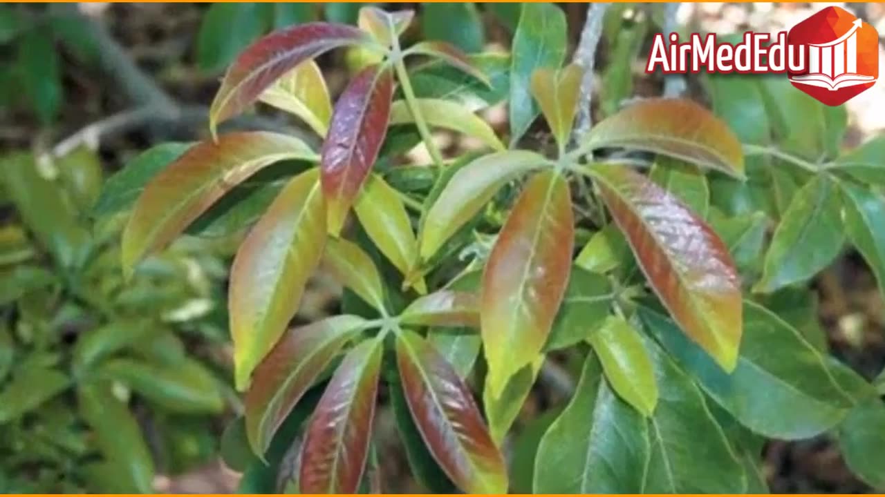 41 Beneficios de las Hojas de Zapote Blanco