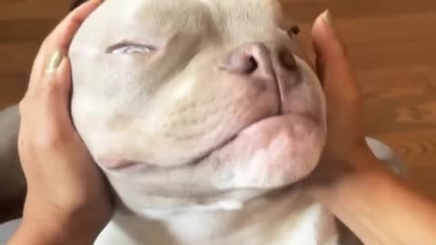 2024 Best Funny Cats and Dogs – Must-See Pet Moments
