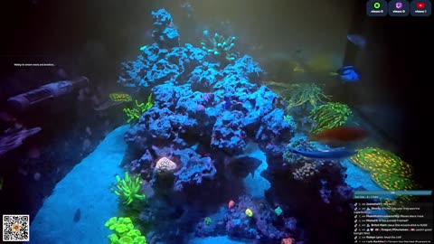24/7 Real Live Reef Stream