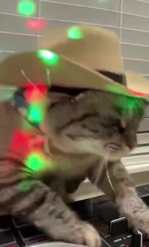 DJ cowboy kitty 😊