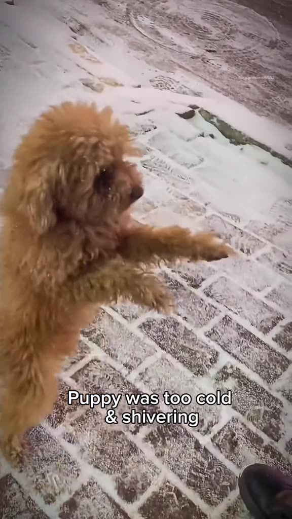 Dog abandoned in the snow, shivering with cold