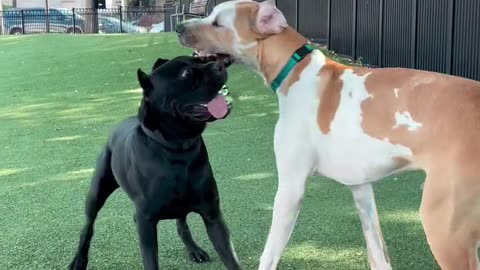 Dogs Doing Capoeira