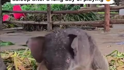Baby elephant falling asleep