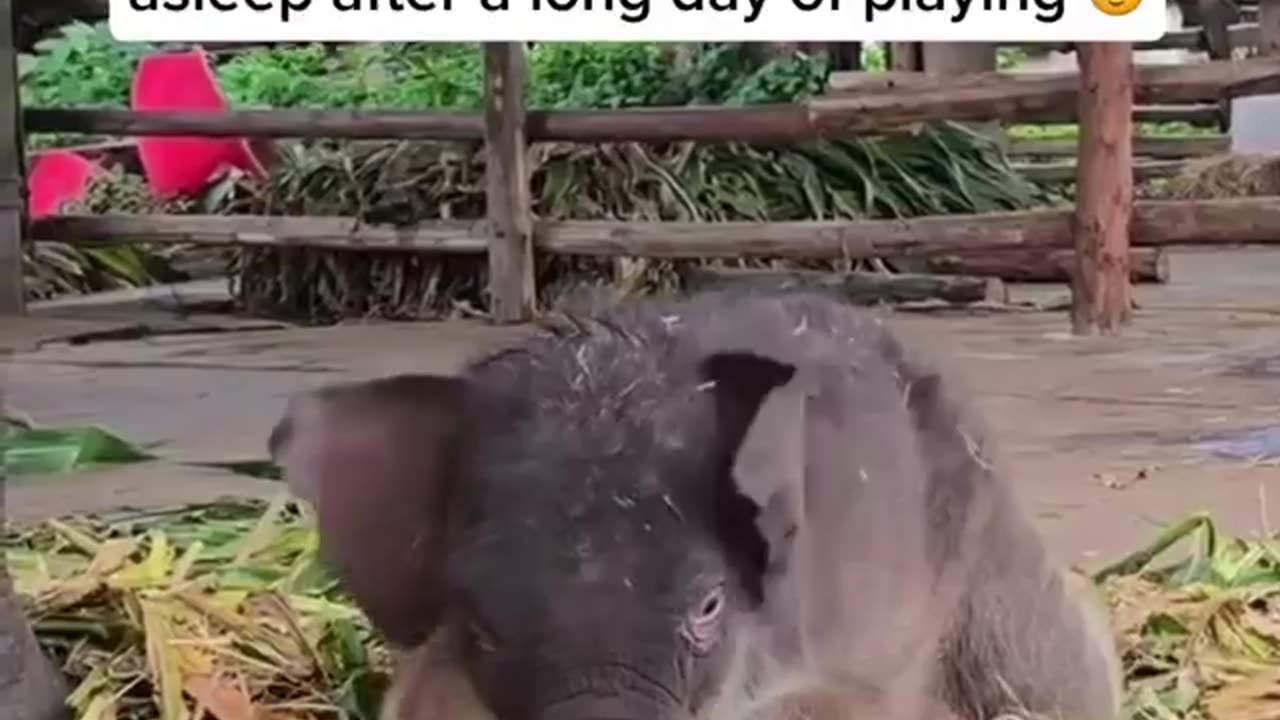 Baby elephant falling asleep