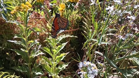 Monarch Butterfly Caterpillar
