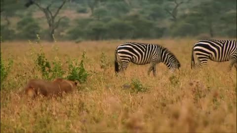 "ULTIMATE Jungle Life Awaits! Discover the Hidden Wonders of Ainimals 🦅🦁🐶🐯🫎"